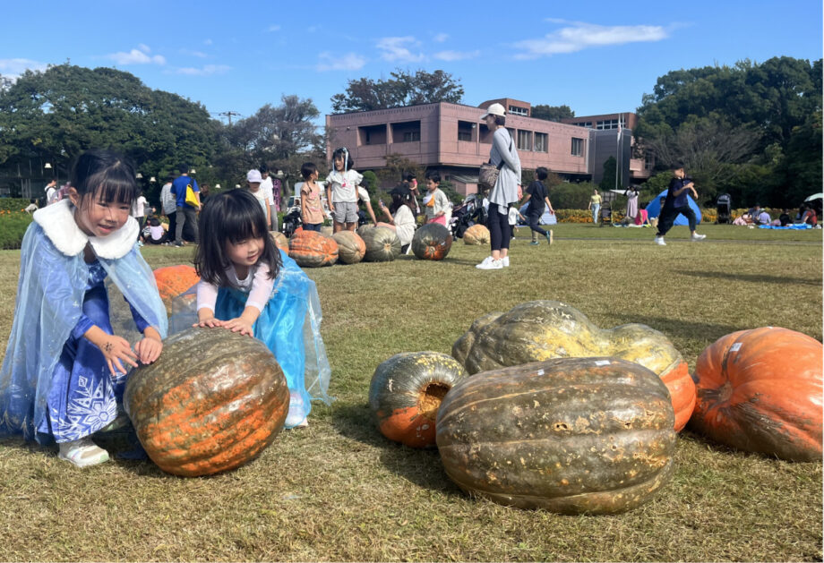 ＜2024年おばけカボチャ＞70kgを超えを転がそう！！＠大船フラワーセンターで10月31日㈭まで