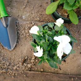 ＜参加者募集中＞川崎市・中原区役所正面花壇でキッズ花植え体験【11月30日】花苗のプレゼントも