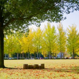 【横浜市都筑区】かも池公園で自然満喫 10月13日「森のまつり」開催