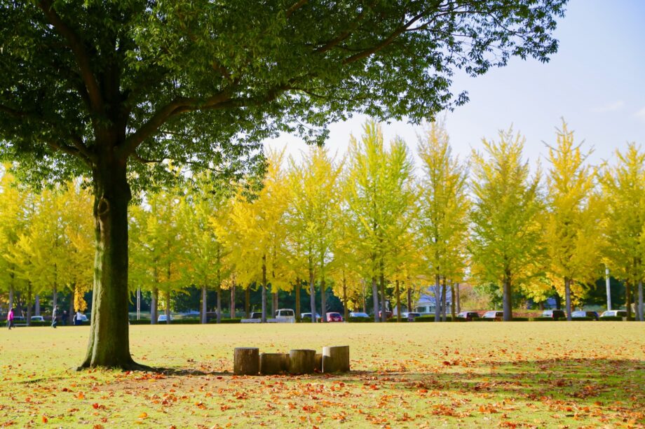 【横浜市都筑区】かも池公園で自然満喫 10月13日「森のまつり」開催