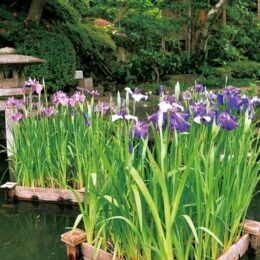 【鎌倉のとっておき】 かまくら花めぐり＜長谷寺：陽春から＞