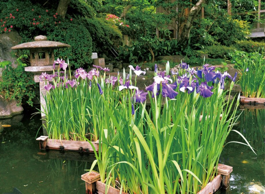 【鎌倉のとっておき】 かまくら花めぐり＜長谷寺：陽春から＞