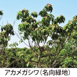 【三浦半島 草花歳時記】第8回 用心棒にアリを雇う