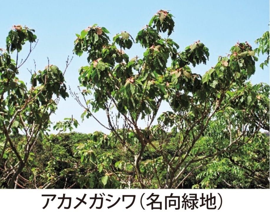【三浦半島 草花歳時記】第8回 用心棒にアリを雇う