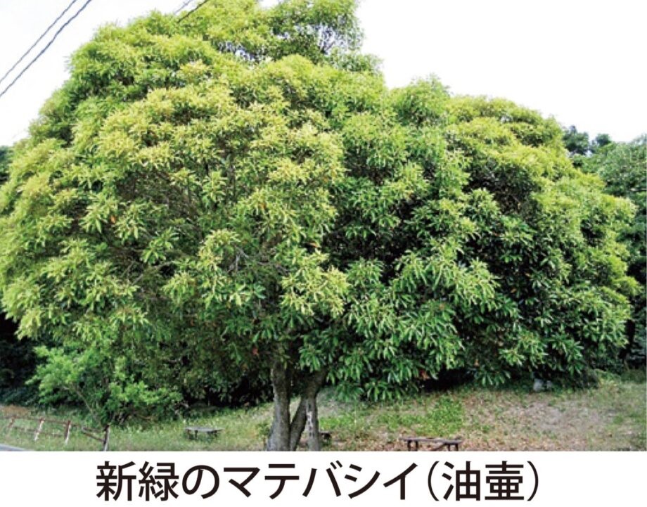 【三浦半島 草花歳時記】第9回 原始的な樹木「マテバシイ」