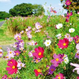 【秋のお花見】「イシックス馬入のお花畑」で色鮮やかなコスモスが開花＠平塚市