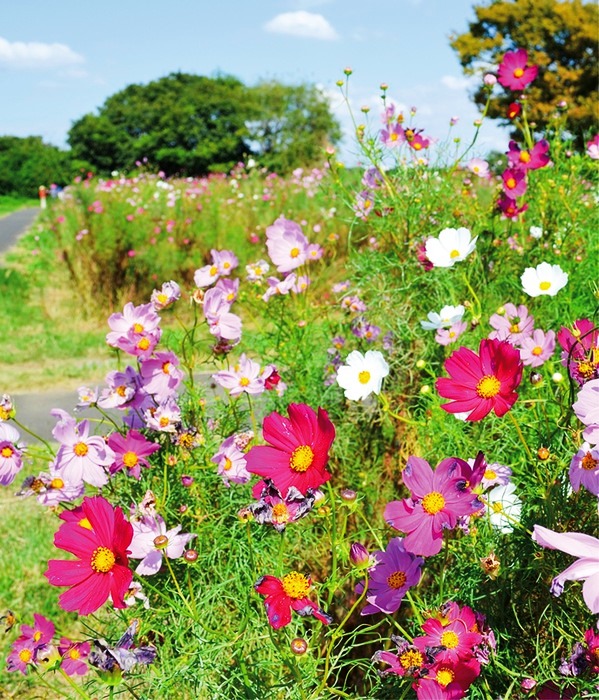 【秋のお花見】「イシックス馬入のお花畑」で色鮮やかなコスモスが開花＠平塚市