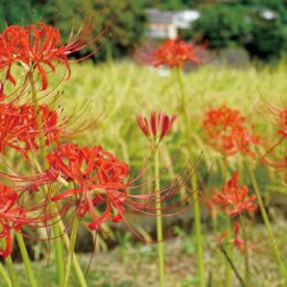 里山を彩るヒガンバナ　厚木市七沢で見ごろ迎える