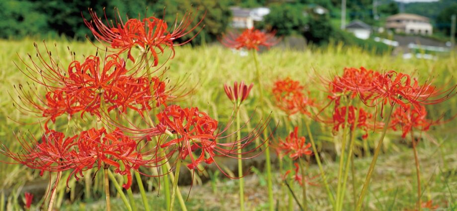 里山を彩るヒガンバナ　厚木市七沢で見ごろ迎える