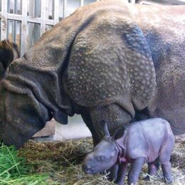 多摩動物公園（日野市）で2024年9月に50年ぶりにインドサイが生まれました