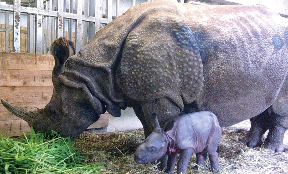 多摩動物公園（日野市）で2024年9月に50年ぶりにインドサイが生まれました