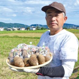 「開成弥一芋」ブランド化順調！１０年で出荷量５倍に