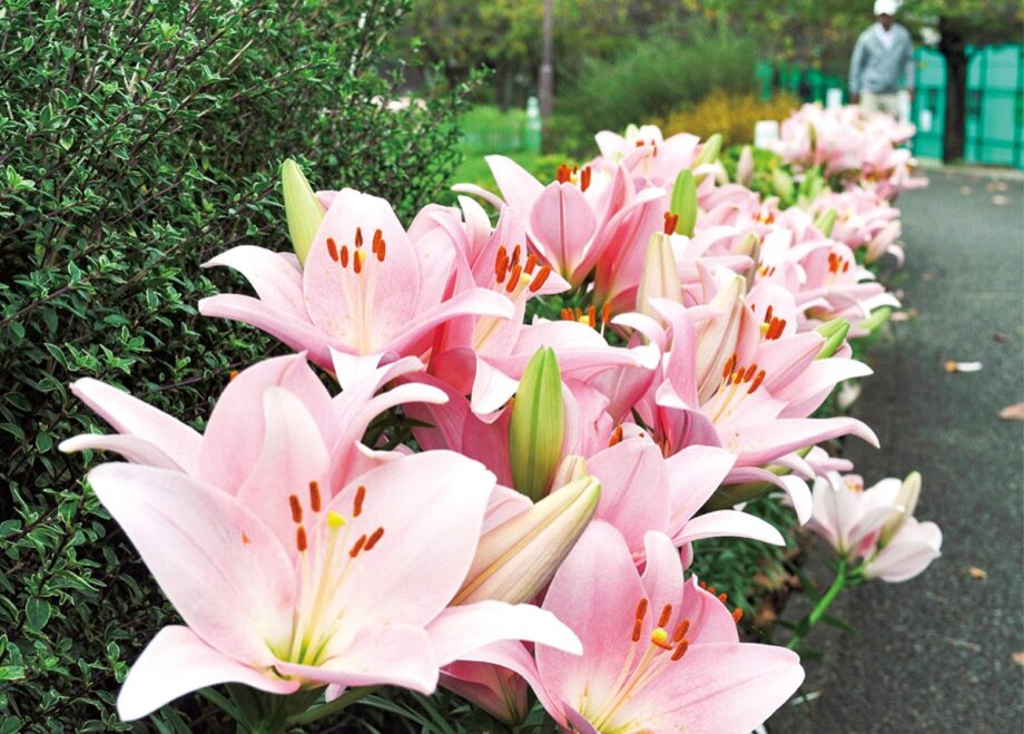 【花情報】秋のユリ愛でて　横浜市・瀬谷本郷公園　１１月中旬まで見ごろ