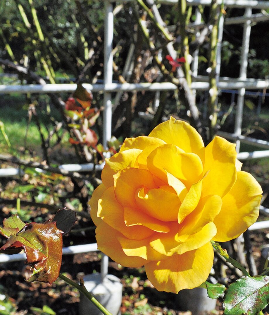 ＜香りも華やか秋バラ＞100株見ごろへ＠藤沢市大庭城址公園