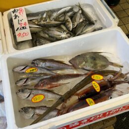 【小田原：干物】ネット注文OK！小田原漁港の老舗鮮魚店「魚國」の厳選干物　店舗では朝獲れ地魚に“名物アジフライ”も