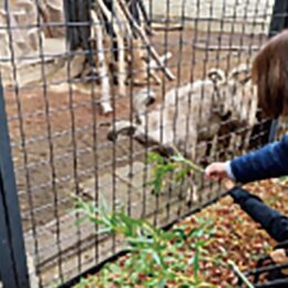 ＜川崎市幸区＞夢見ヶ崎動物公園「秋の動物園まつり」【11/４】バックヤードツアーや餌やり体験など