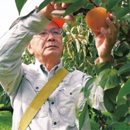 【大磯町特産】橙色の宝石 大玉柿が出荷のピークを迎える