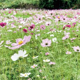 〈11月10日(日)参加無料〉小田原・一夜城きらめきミニガーデンで秋桜の摘み取り体験