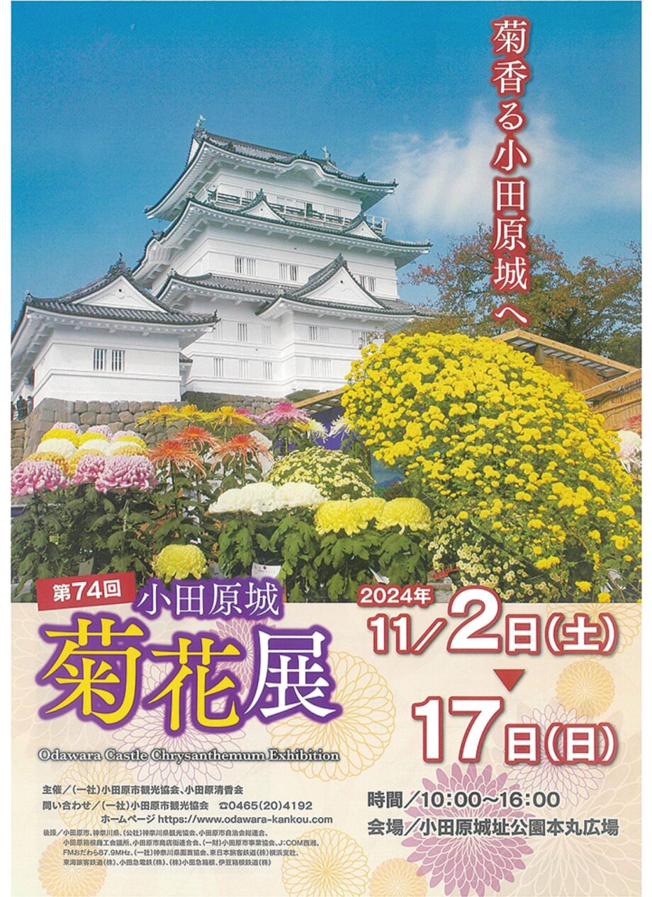 〈11月2日～17日〉「小田原城菊花展」開催中！秋空に鮮やか約６００点、小田原の秋の風物詩