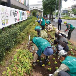 土橋園芸クラブ 花で100周年をアピール 川崎カラーで夜間点灯＜土橋町内会＞【2024年11月1日】