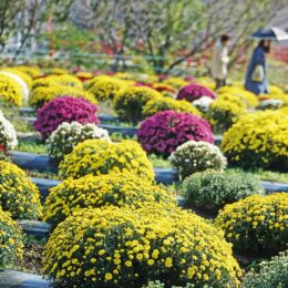 11月10日までイベント開催　厚木市飯山 「ざる菊」が見ごろ