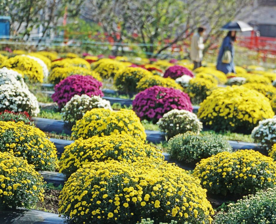 11月10日までイベント開催　厚木市飯山 「ざる菊」が見ごろ