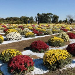 海老名市本郷を彩る１１００株が12月初旬まで見頃＜冠水に耐え ざる菊咲く＞