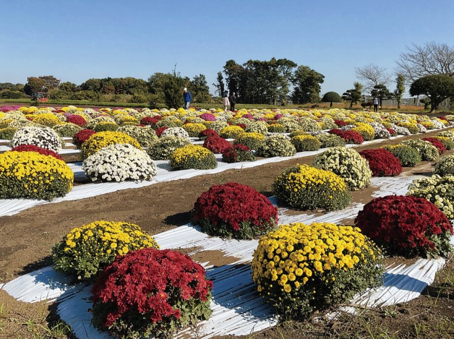 海老名市本郷を彩る１１００株が12月初旬まで見頃＜冠水に耐え ざる菊咲く＞