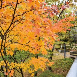 ＜参加者募集＞横浜市都筑区で工場見学・紅葉狩りウォーキング【中川西地区センター主催】