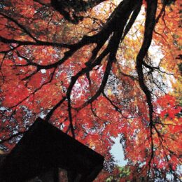 〈11月24日まで〉大雄山最乗寺であしがら写友会による写真展開催中！紅葉など四季の移ろいを撮った作品