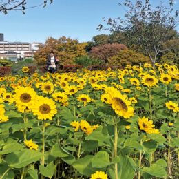 冬のひまわり満開 　座間市 かにが沢公園で見ごろ