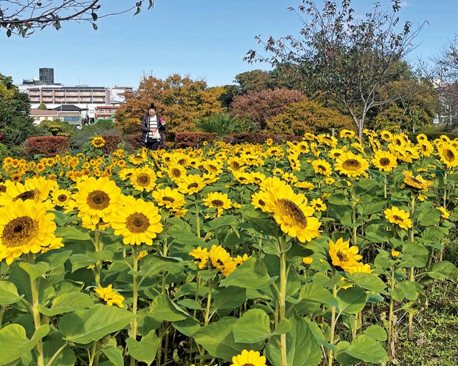 冬のひまわり満開 　座間市 かにが沢公園で見ごろ