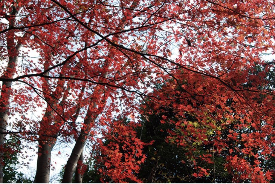 【三浦半島 草花歳時記】第1回　紅葉狩り