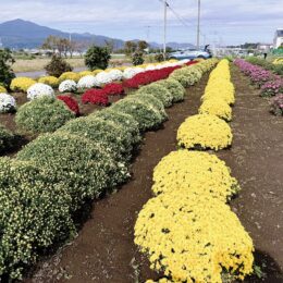 【11月末ごろまで】平塚市内のざる菊が見ごろに＠平塚市寺田縄・土屋