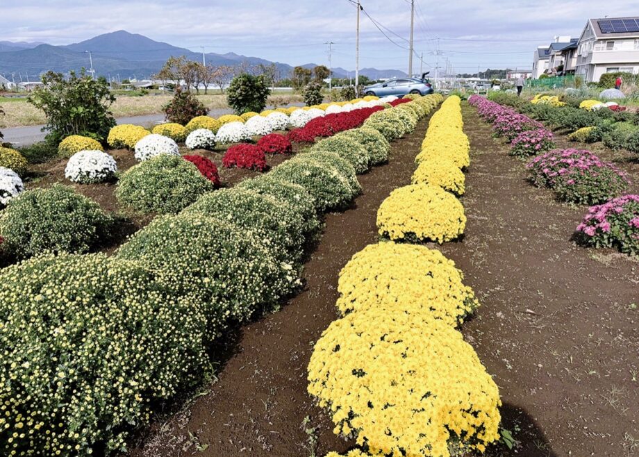 【11月末ごろまで】平塚市内のざる菊が見ごろに＠平塚市寺田縄・土屋