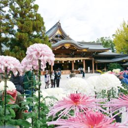 【寒川神社】第57回「菊花展」と「写真展」晩秋の見どころがいっぱい！