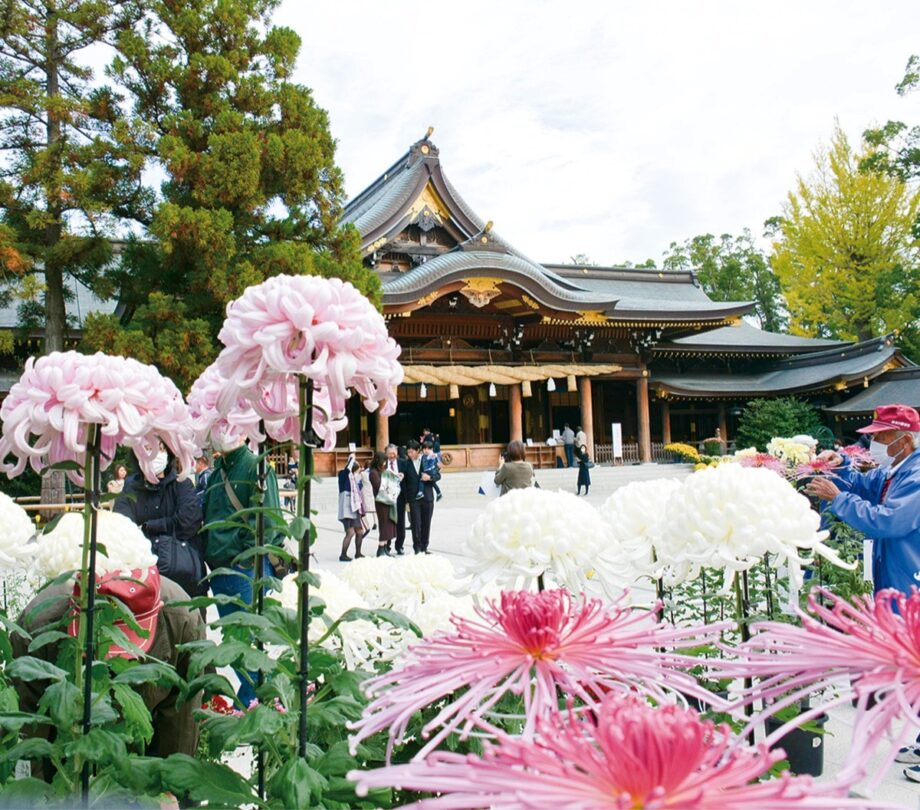 【寒川神社】第57回「菊花展」と「写真展」晩秋の見どころがいっぱい！