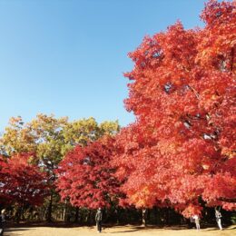 【ご近所情報】横浜市戸塚区舞岡公園で紅葉が見頃