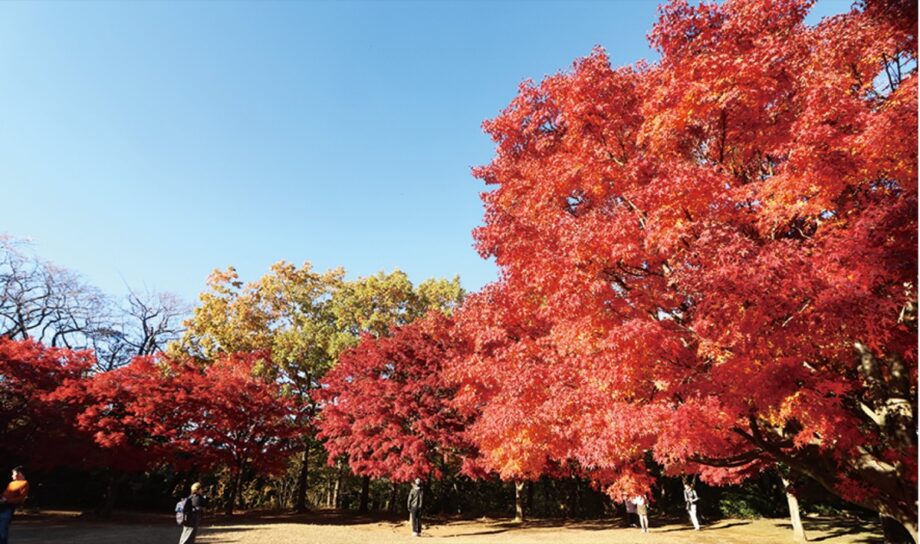 【ご近所情報】横浜市戸塚区舞岡公園で紅葉が見頃