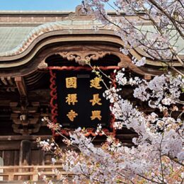 【鎌倉のとっておき】 かまくら花めぐり＜建長寺：早春から＞