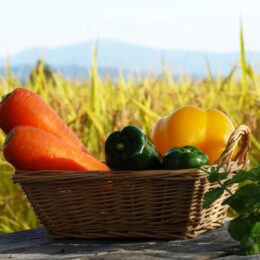 12月21日　 生産者の野菜直売会 （ＪＡさがみ綾瀬集出荷場）