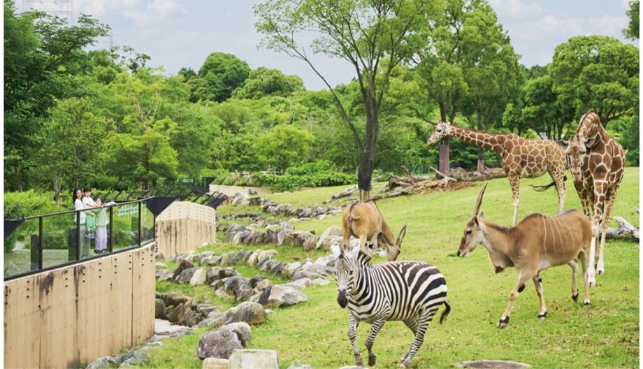 よこはま動物園ズーラシア・金沢動物園共通ご招待券【お年玉プレゼント2026】