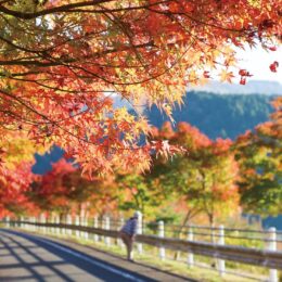 【紅葉狩りの人気スポット】山北町・丹沢湖畔の紅葉が2024年も見頃！