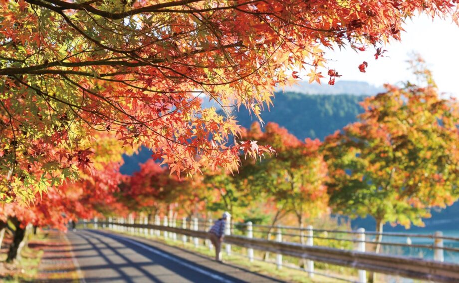 【紅葉狩りの人気スポット】山北町・丹沢湖畔の紅葉が2024年も見頃！