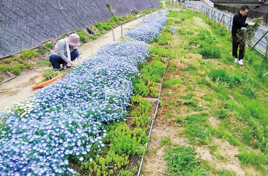 【参加者募集中】12月7日  横浜市都筑区の早渕川周辺にネモフィラの苗の植え付け