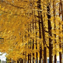 内陸工業団地 イチョウの紅葉ピーク（厚木市・愛川町）