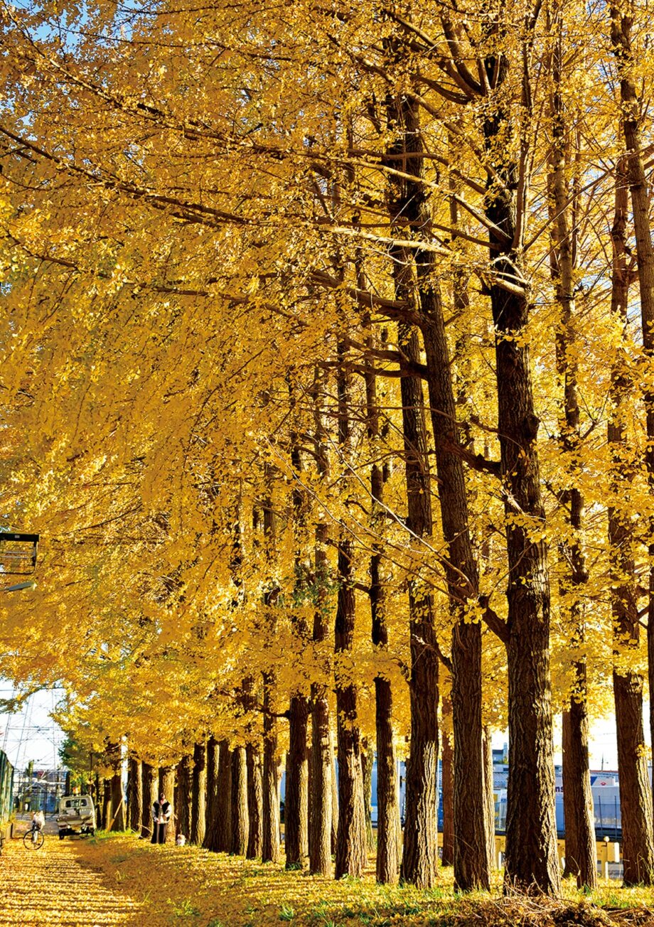 内陸工業団地 イチョウの紅葉ピーク（厚木市・愛川町）