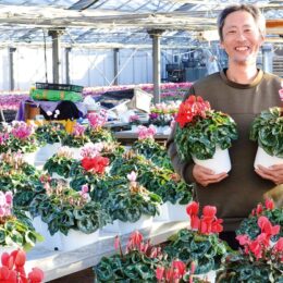 冬の人気花「シクラメン」例年より遅れて出荷が始まる＠平塚市