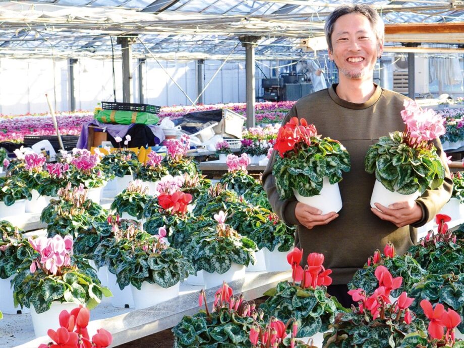 冬の人気花「シクラメン」例年より遅れて出荷が始まる＠平塚市