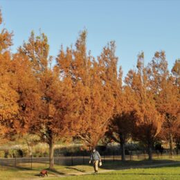 引地川親水公園で 『紅葉が見頃』～師走の空染めゆく～(藤沢市)